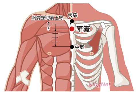 華蓋穴|華蓋穴位置 